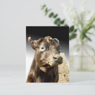 Hay Day: A Brown Cow’s Munching Moment in Pop-Out Postcard
