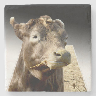 Hay Day: A Brown Cow’s Munching Moment in Pop-Out Stone Coaster