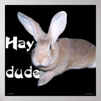 Hay Dude Poster