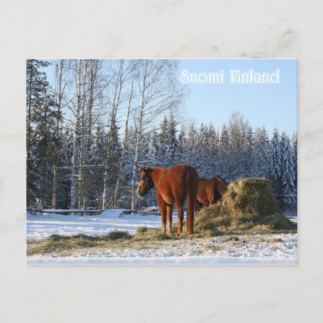 Hay Is For Horses Postcard (Front)