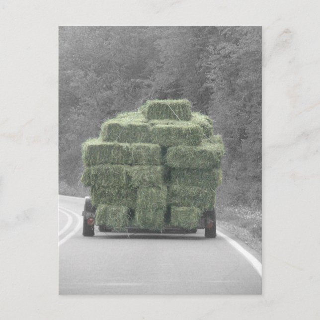 Hay there! postcard (Front)