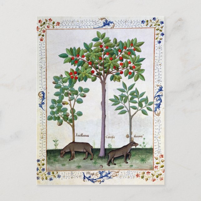 Hazelnut Bush  and Cherry tree Postcard (Front)