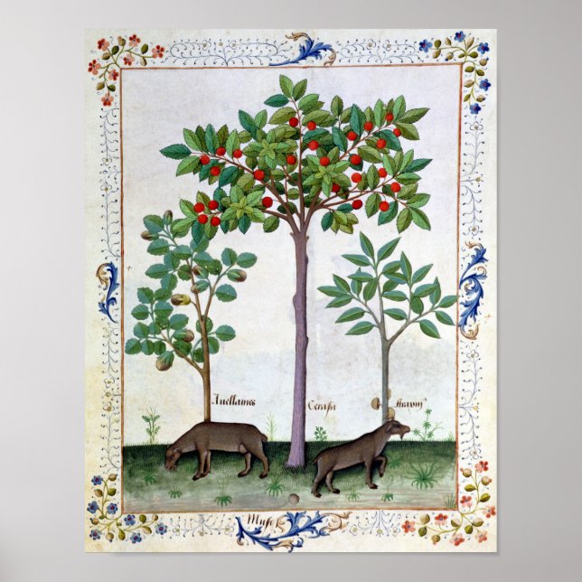 Hazelnut Bush  and Cherry tree Poster (Front)