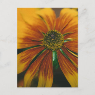Hazy Daisy Postcard