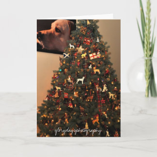 HCD_2846, glorydaysphotography Holiday Card