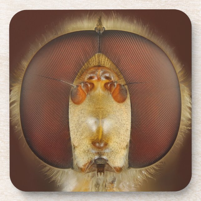 Head and Compound Eyes of a Hover Fly Coaster (Front)