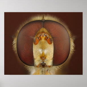 Head and Compound Eyes of a Hover Fly Poster