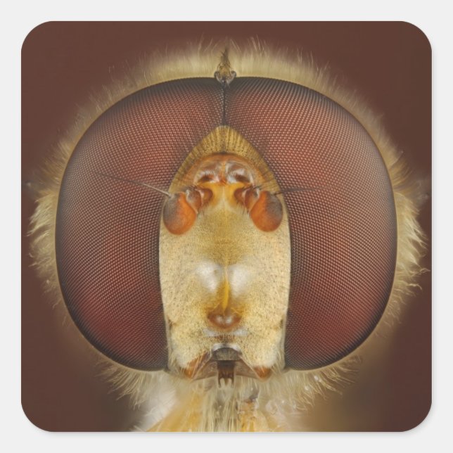 Head and Compound Eyes of a Hover Fly Square Sticker (Front)