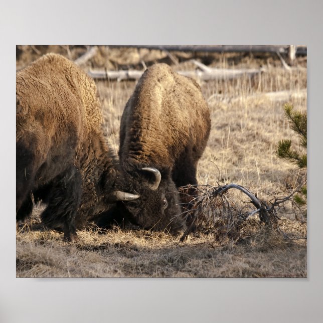Head Butting Bison - Fine Art Print (Front)