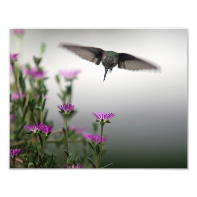 Head First Hummingbird Photo Print (Front)