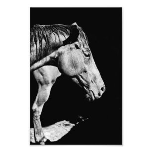 head horse's leg photo print