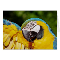 Head of a Blue and Yellow Macaw