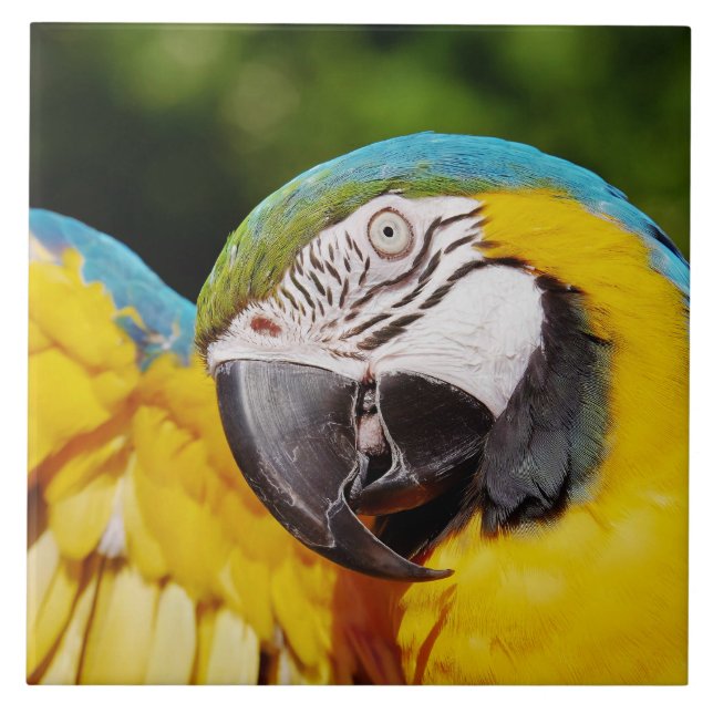 Head of a Blue and Yellow Macaw  Ceramic Tile (Front)