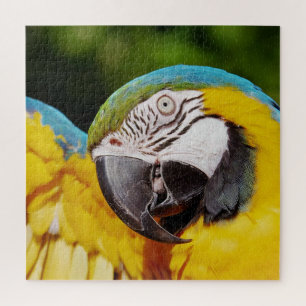 Head of a Blue and Yellow Macaw Jigsaw Puzzle