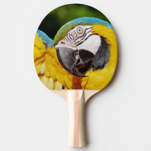 Head of a Blue and Yellow Macaw Ping Pong Paddle