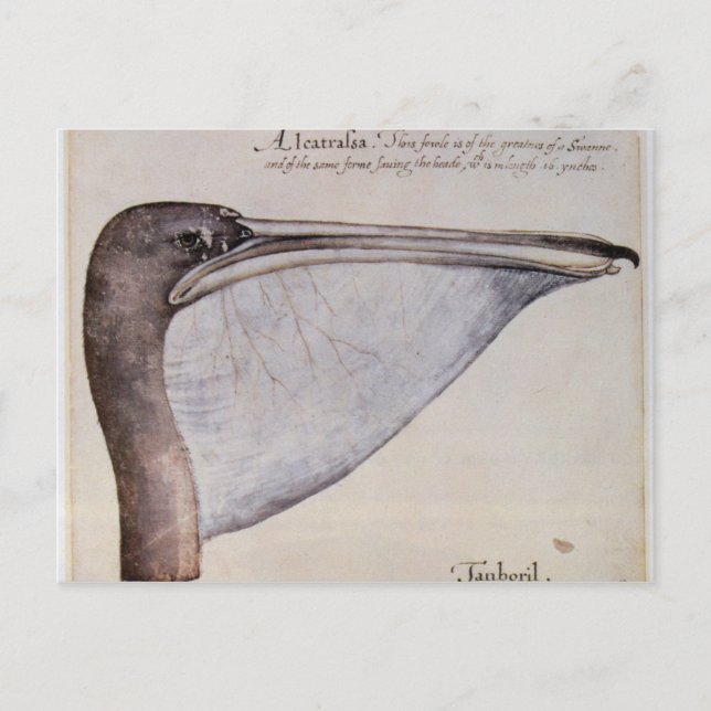 Head of a Brown Pelican Postcard (Front)