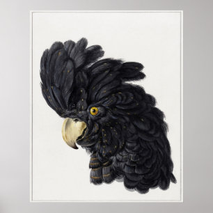 Head of a Cockatoo (1725 - 1792) Aert Schouman Poster