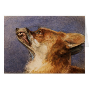 Head of a Fox