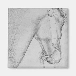 Head of a horse, from the The Vallardi Album Magnet