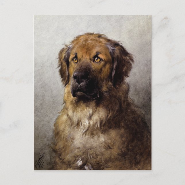 Head of a Leonberger Dog Painting Postcard (Front)
