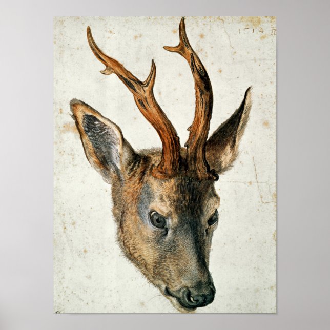 Head of a Roe Deer Poster (Front)