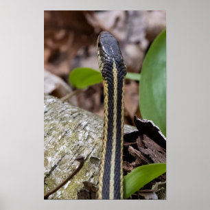 Head of a Snake Poster