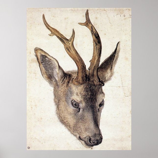 Head of a Stag - Albrecht Durer - c1503 Poster (Front)