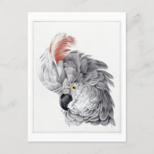 Head of a White Cockatoo Illustration Vintage Postcard
