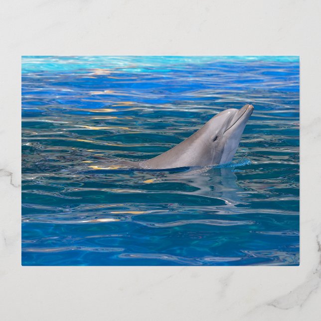 Head of bottlenose dolphin foil holiday postcard (Front)