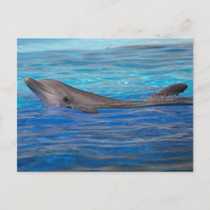 Head of bottlenose dolphin postcard