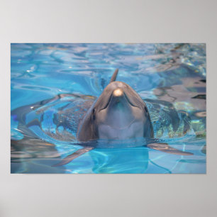 Head of  bottlenose dolphin poster