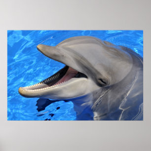 Head of  bottlenose dolphin poster