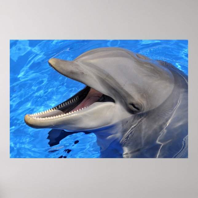 Head of  bottlenose dolphin poster (Front)