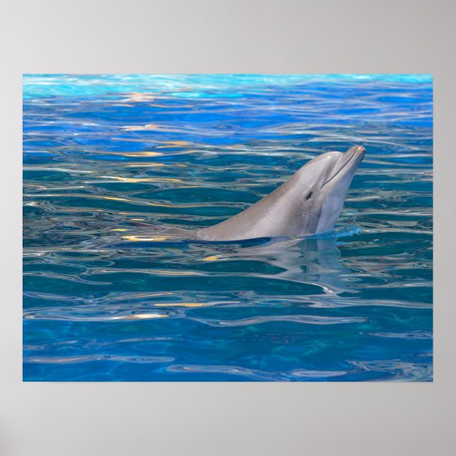 Head of bottlenose dolphin poster (Front)