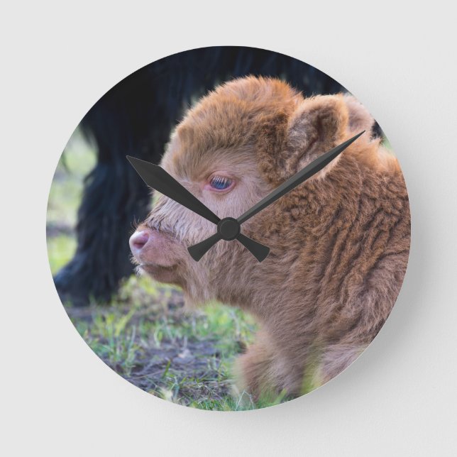 Head of Brown newborn scottish highlander calf Round Clock (Front)
