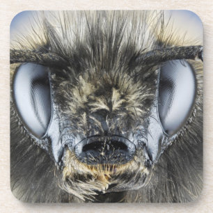 Head of bumblebee coaster