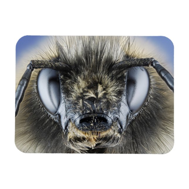 Head of bumblebee magnet (Horizontal)