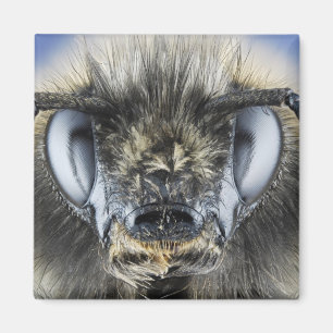 Head of bumblebee magnet