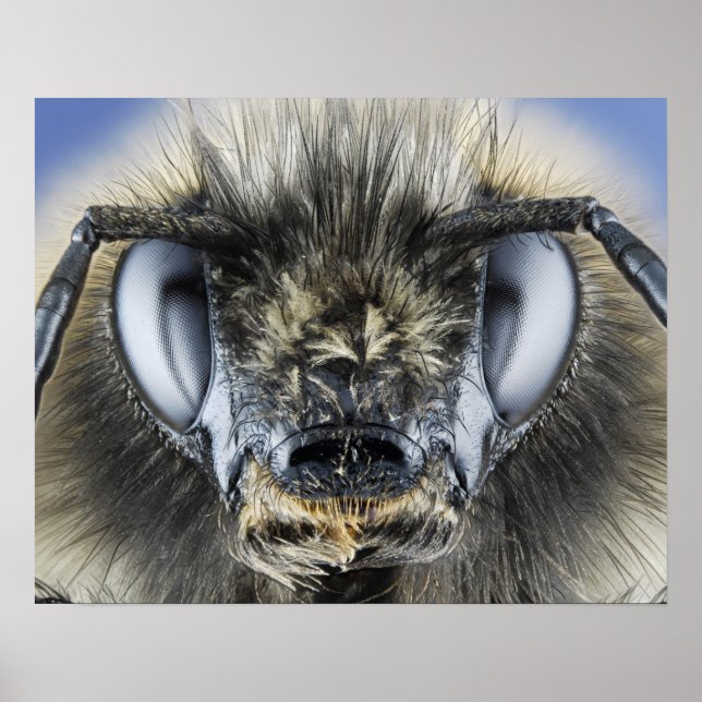 Head of bumblebee poster (Front)