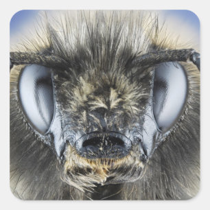 Head of bumblebee square sticker