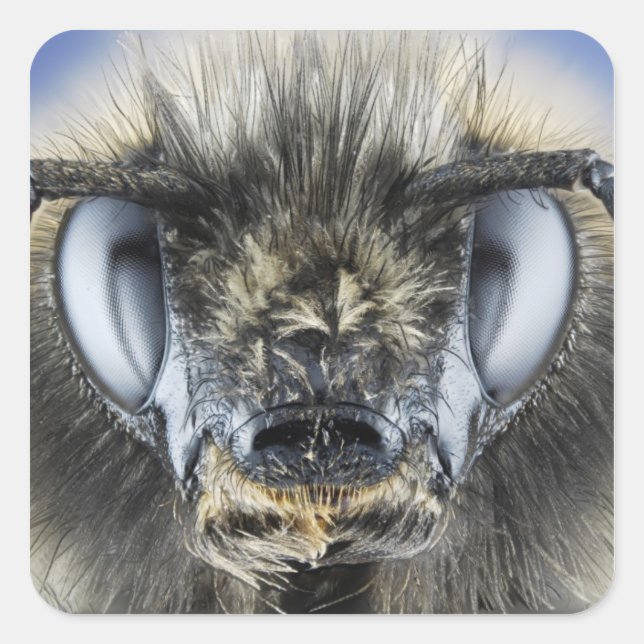 Head of bumblebee square sticker (Front)
