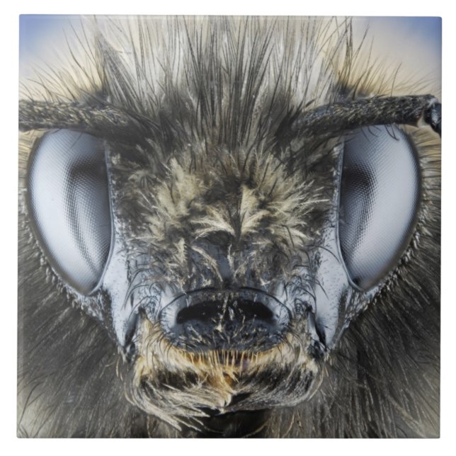 Head of bumblebee tile (Front)