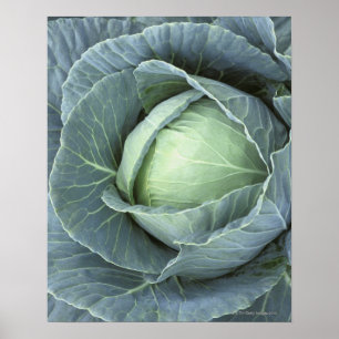 Head of cabbage with drops of water on it, poster