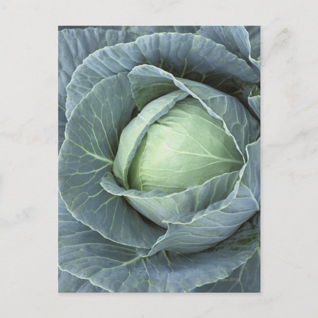 Head of cabbage with drops of water postcard (Front)
