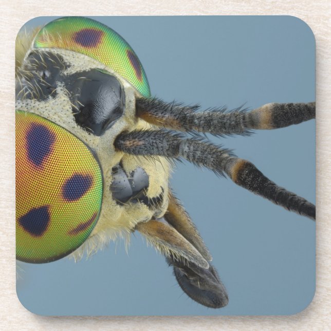 Head of deer fly coaster (Front)