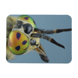 Head of deer fly magnet