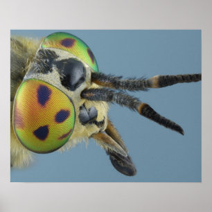 Head of deer fly poster