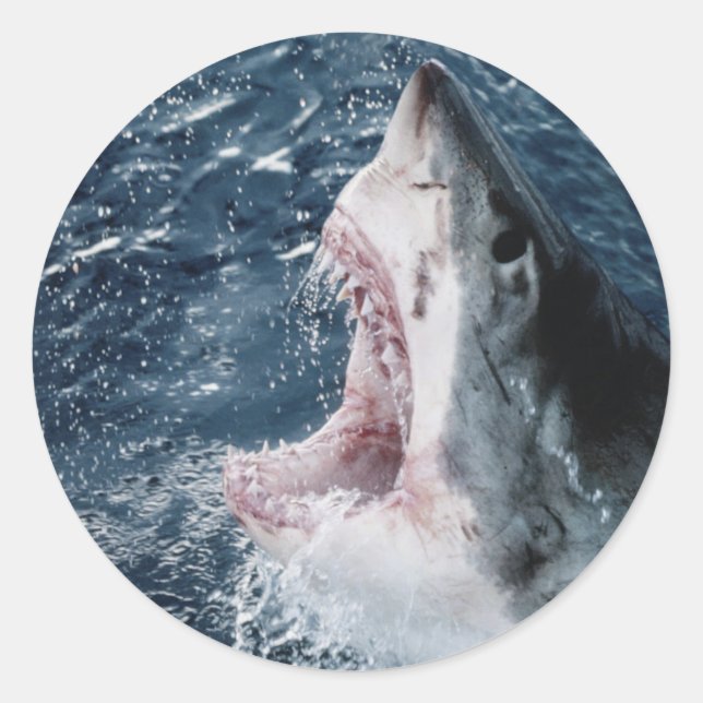 Head of Great White Shark Classic Round Sticker (Front)