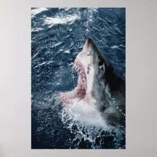Head of Great White Shark Poster