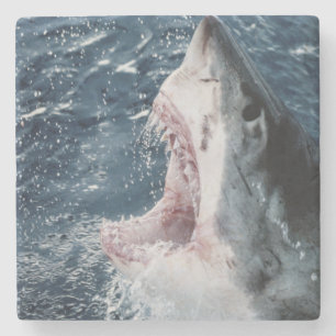 Head of Great White Shark Stone Coaster